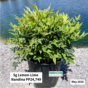 May 2026 5g Lemon Lime Nandina Website